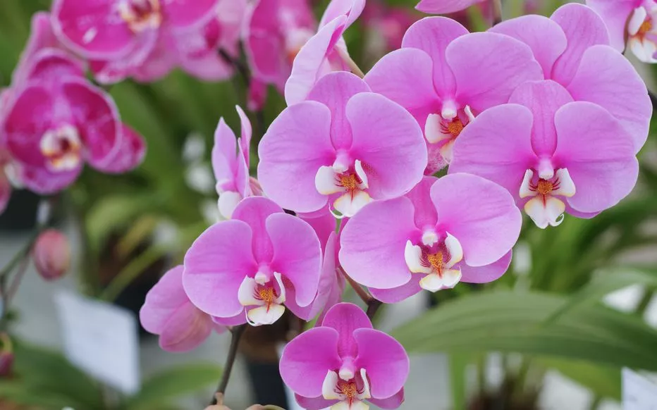 Lorchidee phalaenopsis Fleuriste Marrakech