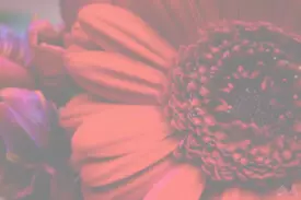 red- Fleurs de saison Marrakech