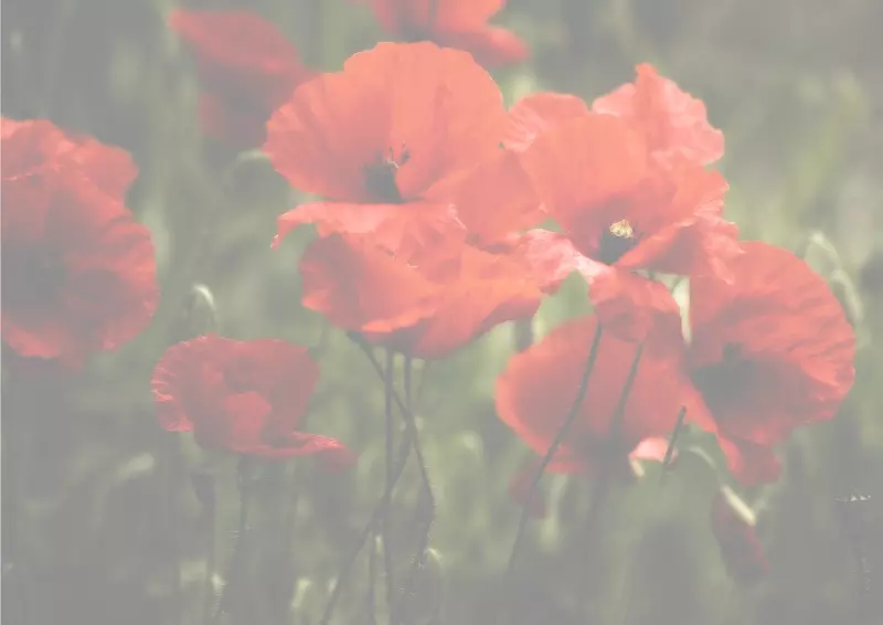 rouge - Fleurs de saison Marrakech
