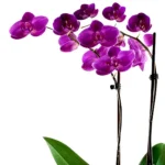 Plante d'orchidée violet foncé6