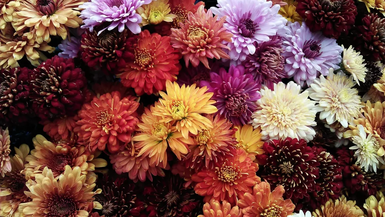 Chrysanthème