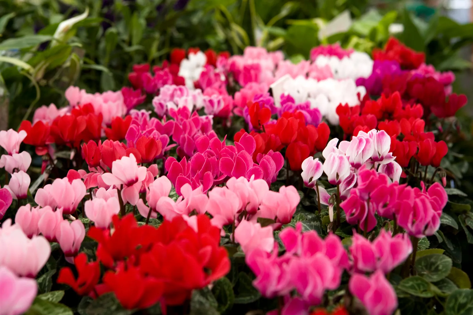 Cyclamen plante -plantes décoratives Marrakech