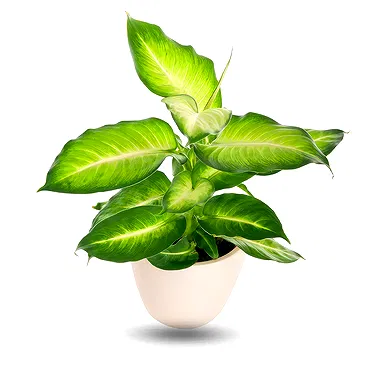 Dieffenbachia1