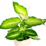 Dieffenbachia3