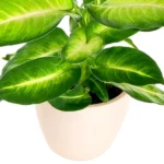 Dieffenbachia4