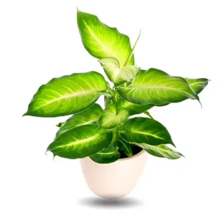 Dieffenbachia