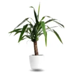 Dracaena1