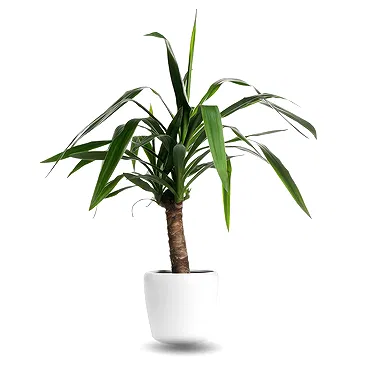 Dracaena1