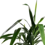 Dracaena2