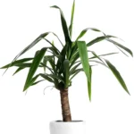 Dracaena3