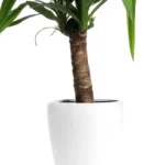 Dracaena4