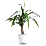 Dracaena