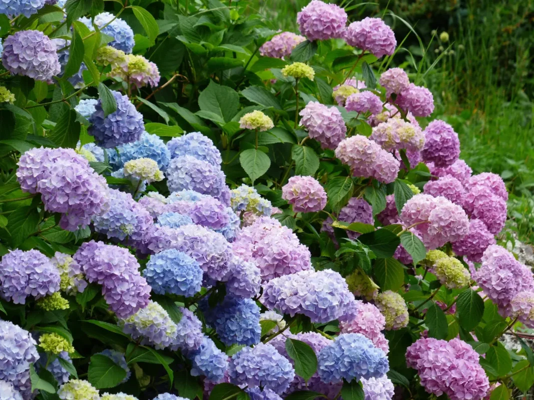 Hortensia