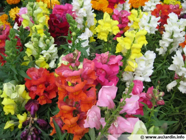 Mufliers Fleuriste Marrakech