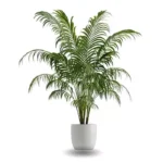 Plante Kentia