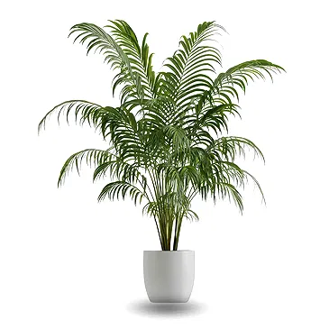 Plante Kentia1