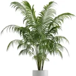 Plante Kentia3