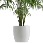 Plante Kentia4