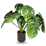 Plante Monstera