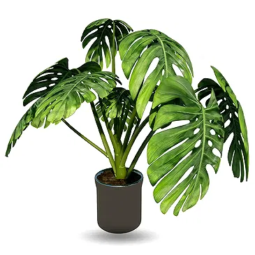 Plante Monstera1