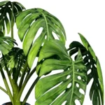 Plante Monstera2