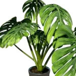 Plante Monstera3