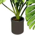 Plante Monstera4