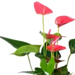 Plante d'Anthurium rose6