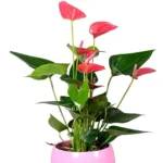 Plante d'Anthurium rose7