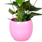 Plante d'Anthurium rose8