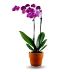 Plante d'orchidée violet foncé1