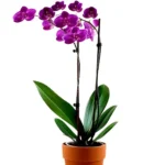 Plante d'orchidée violet foncé5