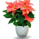 Poinsettia rose