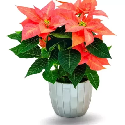 Poinsettia rose