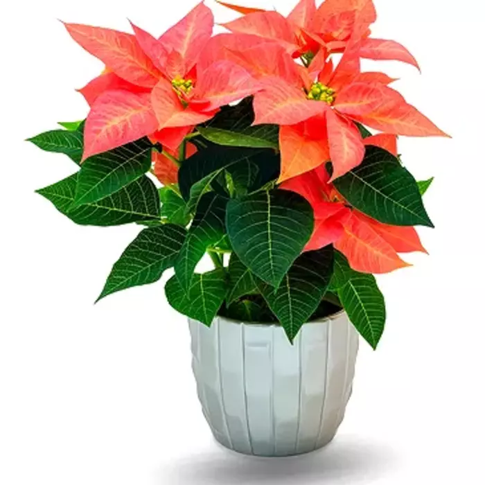 Poinsettia rose