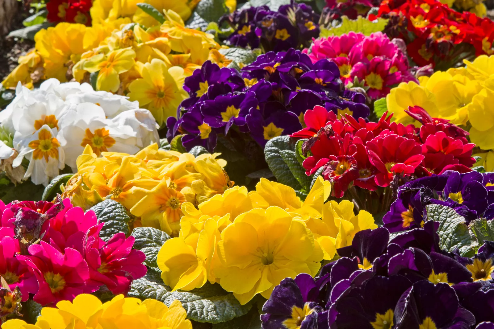 Primevère -Art floral Marrakech