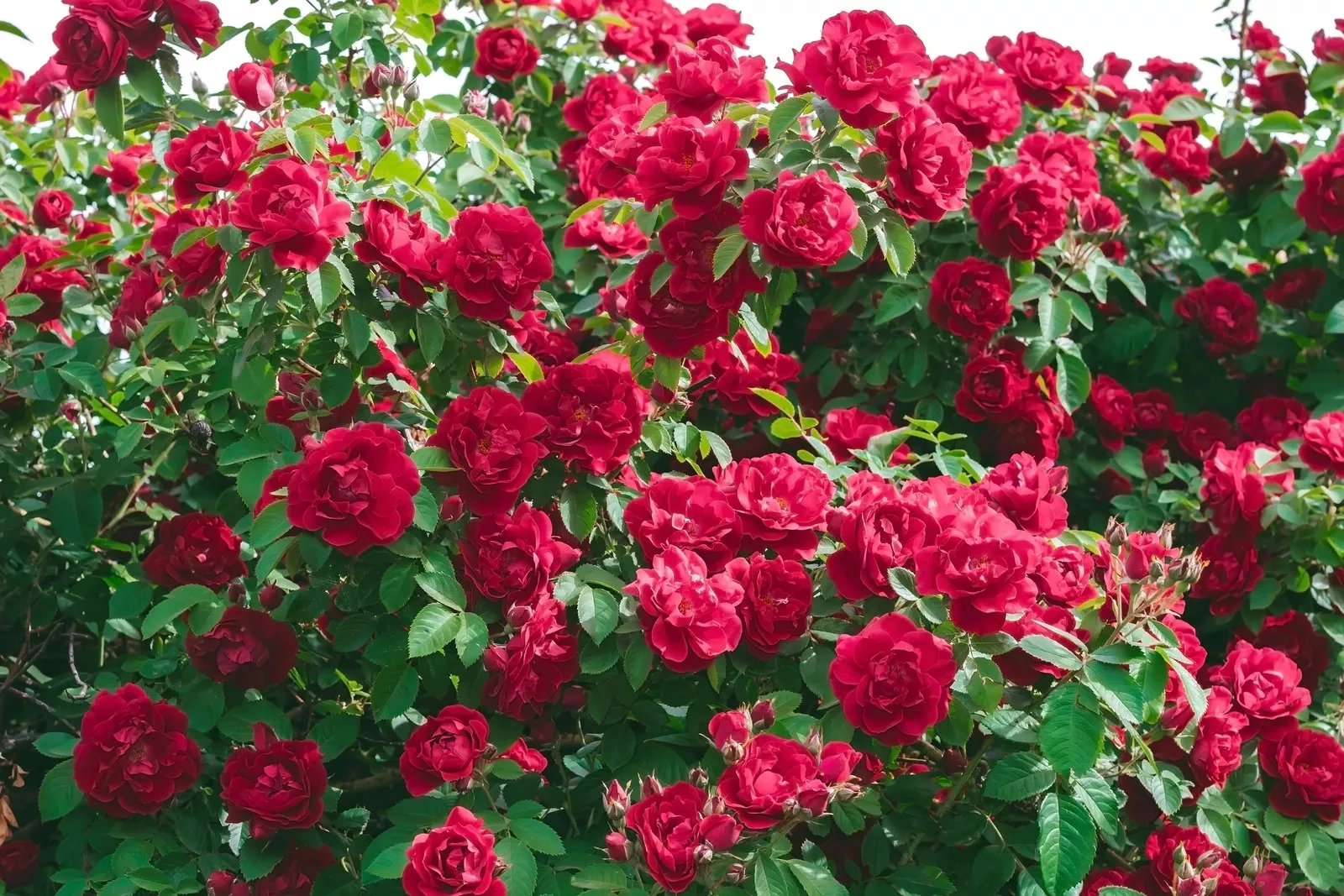 Roses de jardin -Plantes de jardin colorées pour décor extérieur à Marrakech