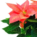 le poinsettia