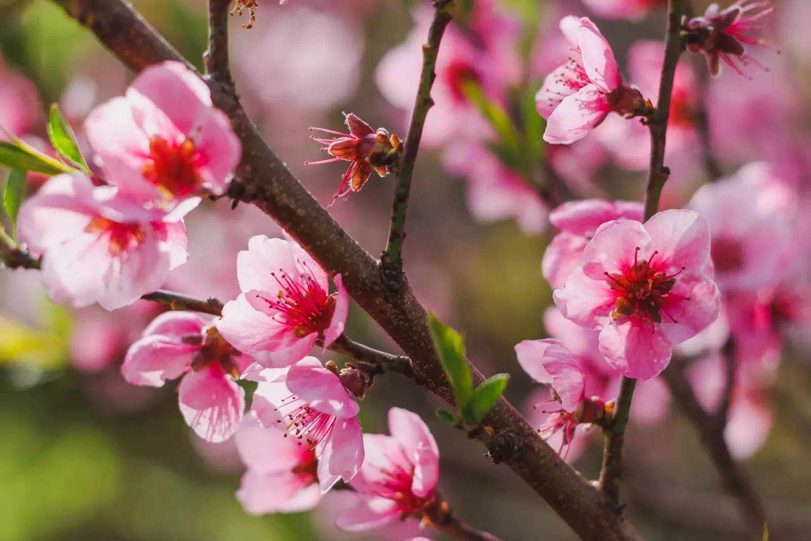 fleur de pêcher- Fleurs locales Marrakech