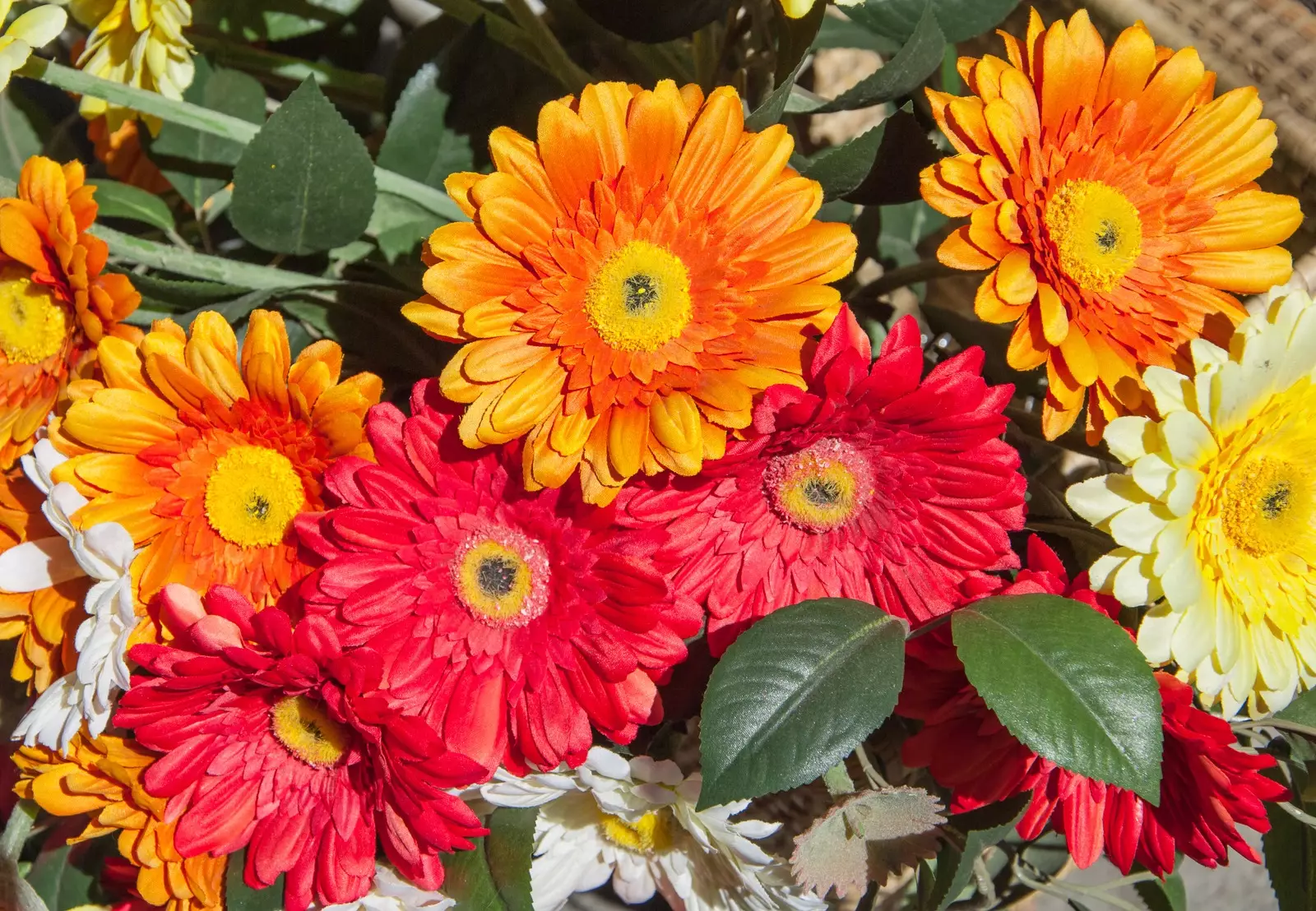 gerbera -Fleurs fraîches Marrakech