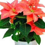 le poinsettia2