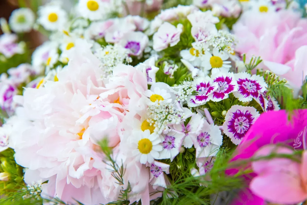 pivoines et marguerites