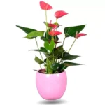 Plante d'Anthurium rose