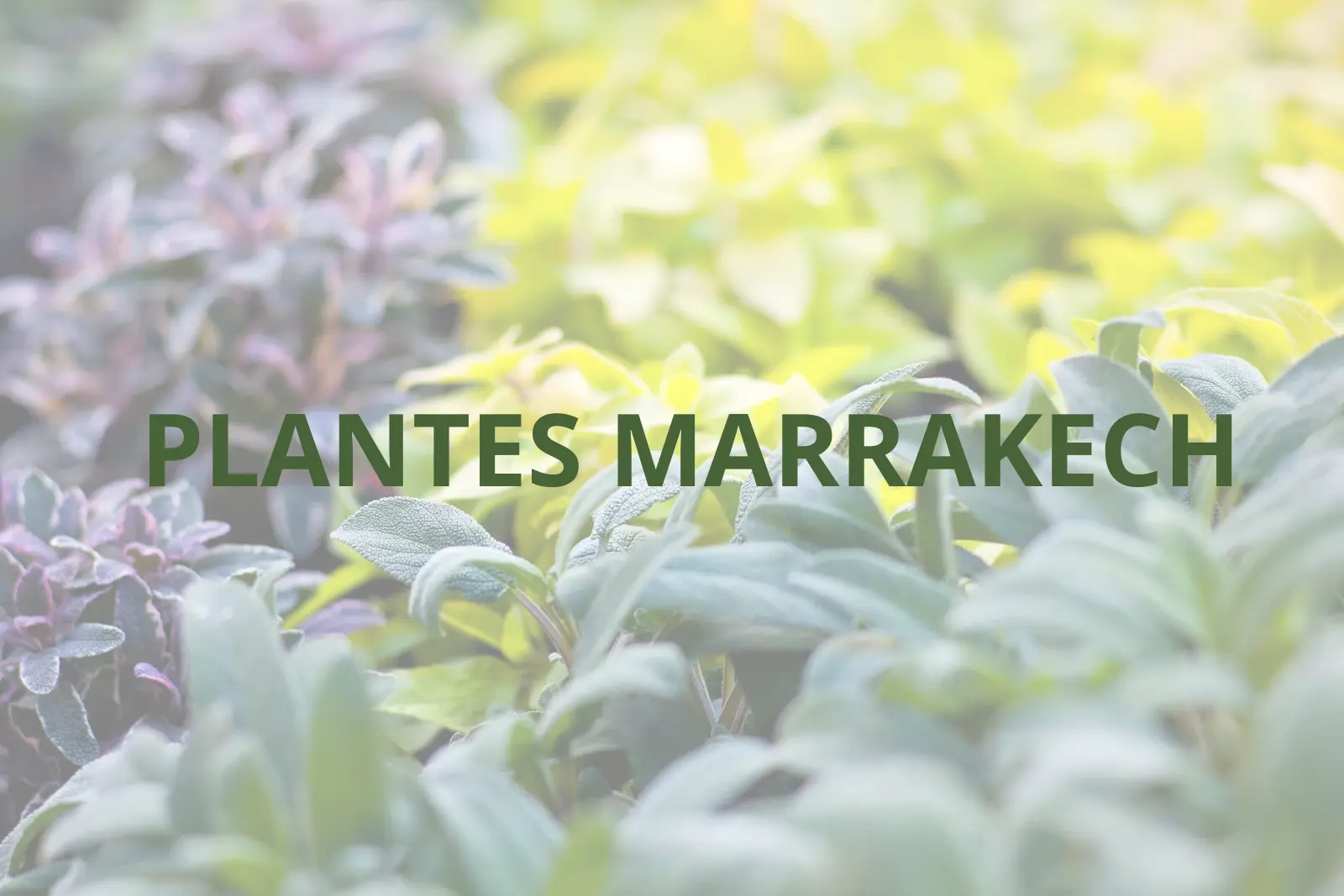 PLANTES MARRAKECH -Plantes décoratives Marrakech