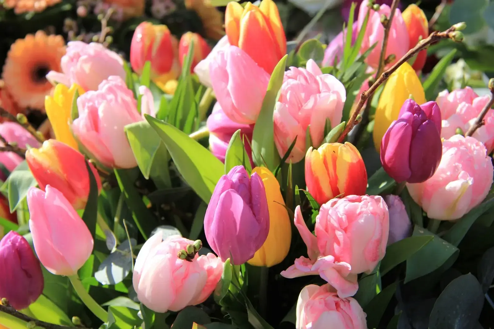 tulipes -Fleurs fraiche Marrakech