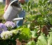 Plantes de saison illustrant un guide sur les fleurs d’avril à Marrakech
