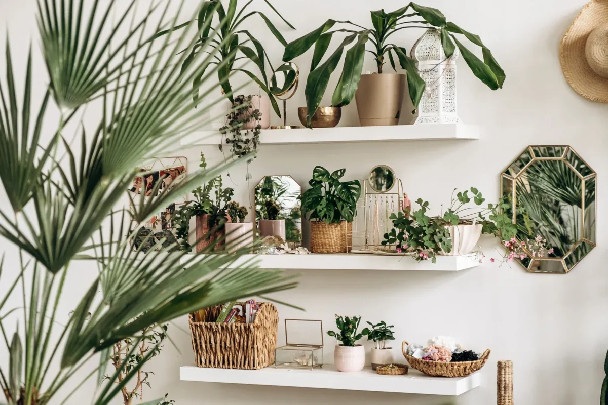 Coin de salon rempli de plantes d’intérieur purifiantes et décoratives