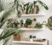 Coin de salon rempli de plantes d’intérieur purifiantes et décoratives